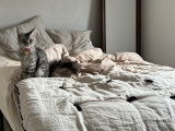 Femelle Maine Coon disponible pour saillie