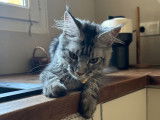 Femelle Maine Coon disponible pour saillie