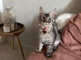 Femelle Maine Coon disponible pour saillie