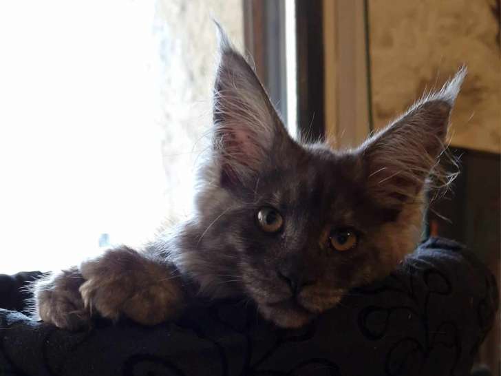 Chatons Maine Coon LOOF à réserver