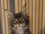 Chatons Maine Coon LOOF Disponibles