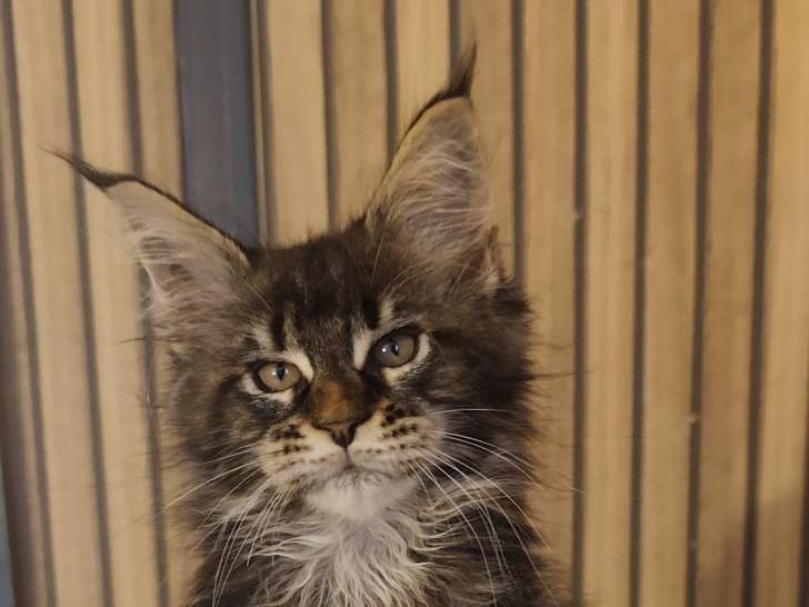 Chatons Maine Coon LOOF Disponibles