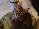 Chatons Maine Coon LOOF Disponibles