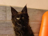 Chatons Maine Coon LOOF Disponibles