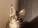 Chatons Maine Coon LOOF Disponibles