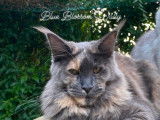 Chatons Maine Coon LOOF Disponibles