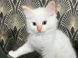 Chaton Ragdoll femelle à réserver