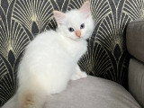 Chaton Ragdoll femelle à réserver