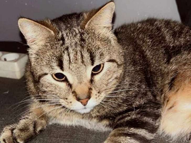 Tchonc, chat de 2 ans à donner
