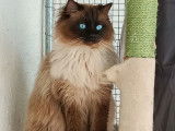 Mâle Ragdoll disponible pour saillie