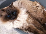 Mâle Ragdoll disponible pour saillie