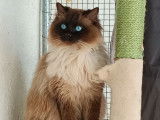 Mâle Ragdoll disponible pour saillie