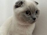 Chatonne Scottish Fold blue point à vendre