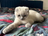 Chatonne Scottish Fold blue point à vendre