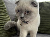 Chatonne Scottish Fold blue point à vendre