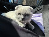 Chatonne Scottish Fold blue point à vendre