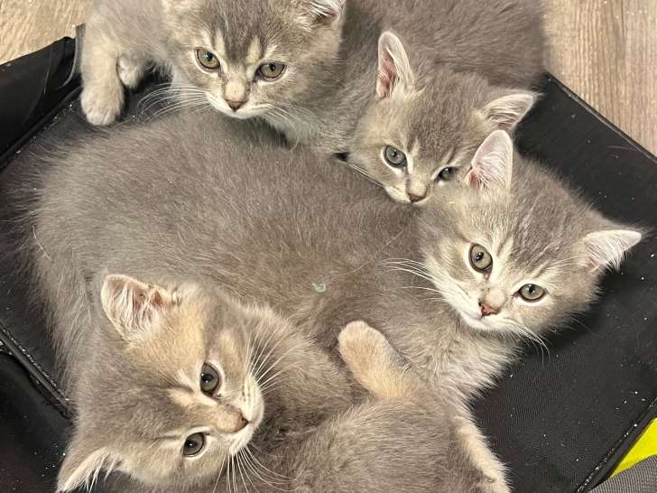 Chatons British Shorthair LOOF disponibles