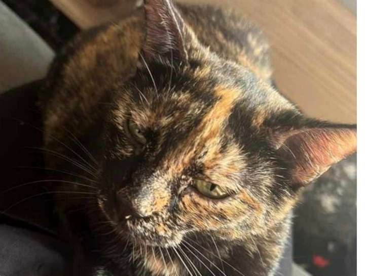 2 chats à adopter ensemble