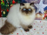 Willow 1390€ LOOF