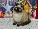 Chatons Exotic Shorthair et Persans LOOF parfaits