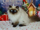 Chatons Exotic Shorthair et Persans LOOF parfaits