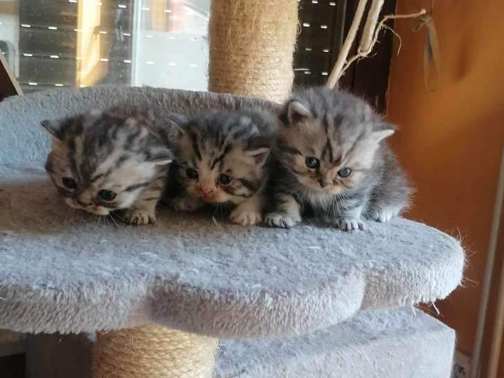 Chatons de race British Shorthair à vendre (3 mâles)