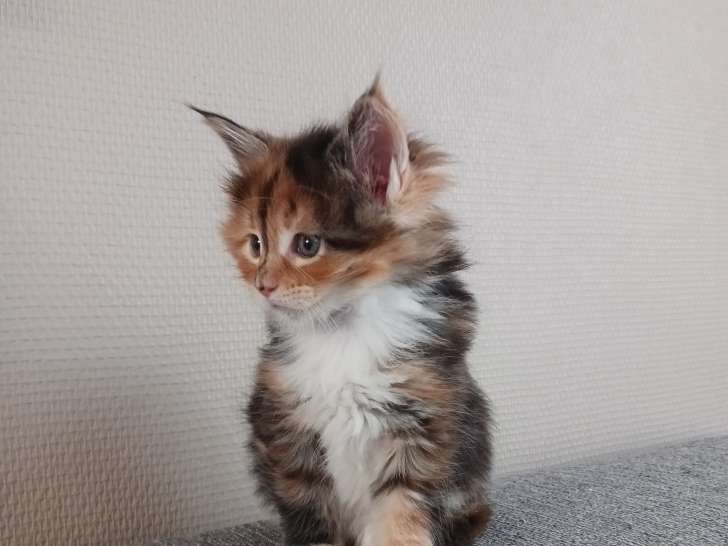 Chatons Maine Coon LOOF à réserver