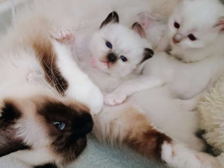 Chatons de race Sacré de Birmanie à vendre (2 femelles & 1 mâle)