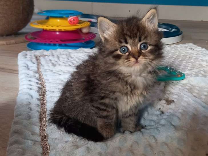 Chatons Sibériens de juin 2024 à Réserver