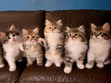 Chatons Sibériens à Réserver