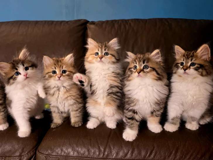 Chatons Sibériens à Réserver