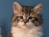 Chatons Sibériens à Réserver