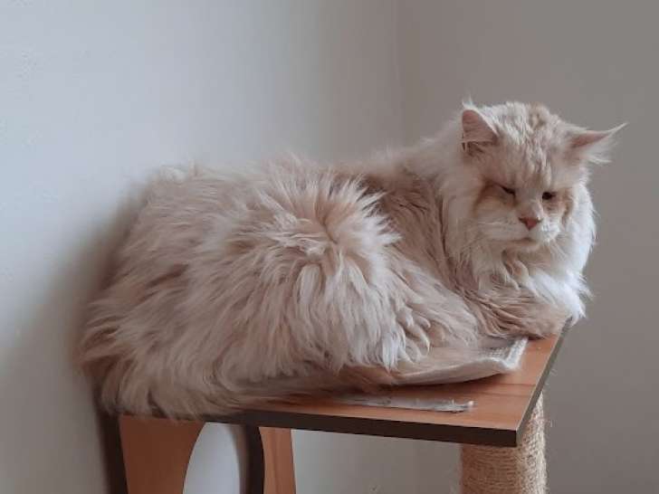 À réserver, 1 chat mâle Maine Coon LOOF