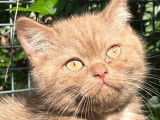 À vendre : 1 chaton mâle British Shorthair LOOF