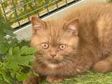 À vendre : 1 chaton mâle British Shorthair LOOF