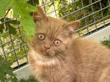 À vendre : 1 chaton mâle British Shorthair LOOF