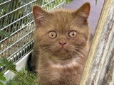 À vendre : 1 chaton mâle British Shorthair LOOF