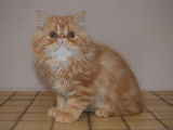 Chaton Persan loof
