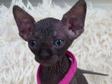 Tr&egrave;s beau chatonne Sphynx noire &agrave; vendre