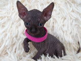 Tr&egrave;s beau chatonne Sphynx noire &agrave; vendre