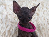 Tr&egrave;s beau chatonne Sphynx noire &agrave; vendre