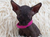 Tr&egrave;s beau chatonne Sphynx noire &agrave; vendre