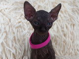 Tr&egrave;s beau chatonne Sphynx noire &agrave; vendre