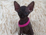 Tr&egrave;s beau chatonne Sphynx noire &agrave; vendre