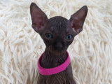Tr&egrave;s beau chatonne Sphynx noire &agrave; vendre