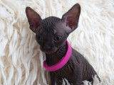 Tr&egrave;s beau chatonne Sphynx noire &agrave; vendre