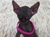 Tr&egrave;s beau chatonne Sphynx noire &agrave; vendre