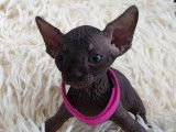 Tr&egrave;s beau chatonne Sphynx noire &agrave; vendre