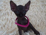 Tr&egrave;s beau chatonne Sphynx noire &agrave; vendre