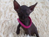 Tr&egrave;s beau chatonne Sphynx noire &agrave; vendre